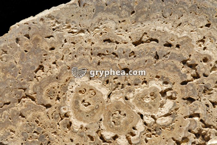 Stromatolite - gryphea.com